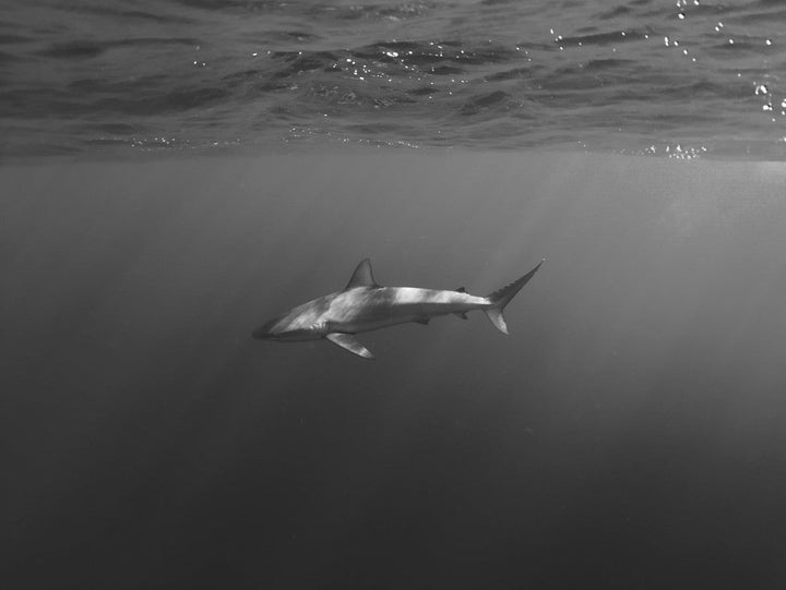 Shark swimming in the ocean with sunlight filtering through the water. framed