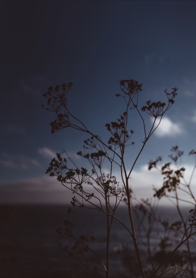 Big Sur Wild Flowers III  By Bethany Young