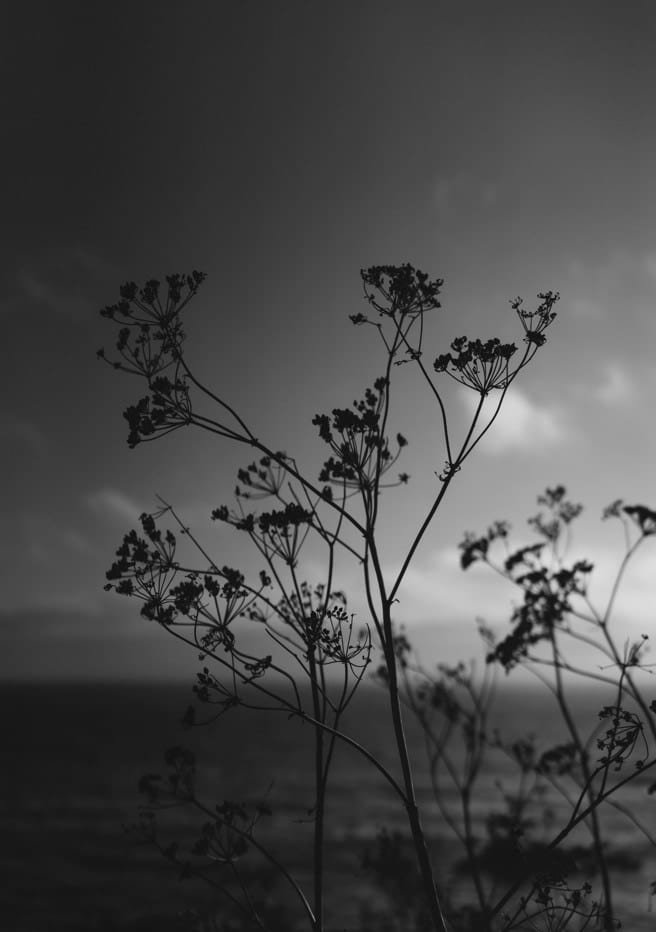 Big Sur Wild Flowers IV  By Bethany Young