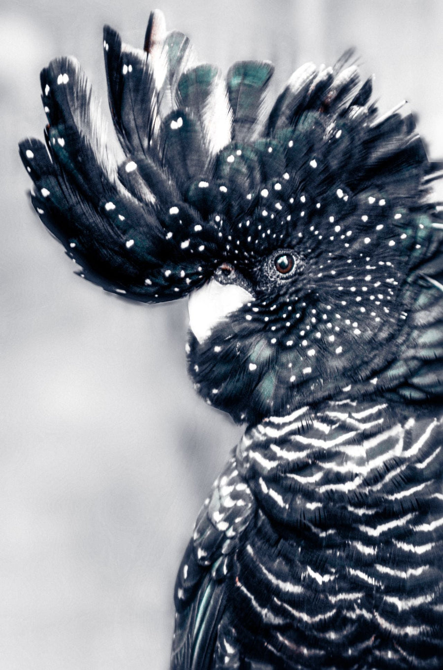 Black Cockatoo Wall Art Print