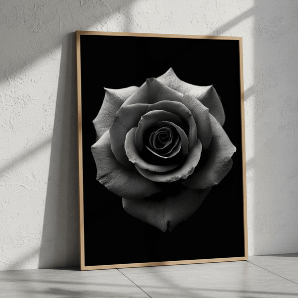Black Rose by Peter Attard