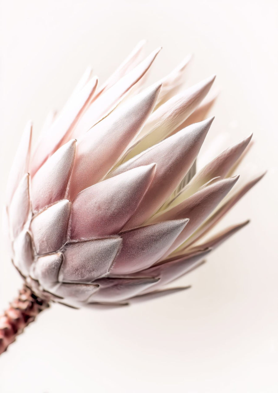 Blush Protea Bloom