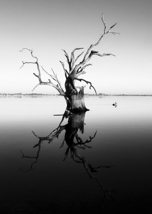 Bonney Tree by Steven Scott