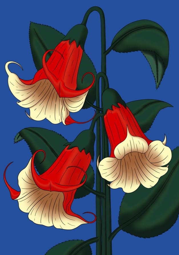 Brugmansia By Lisa Goebel