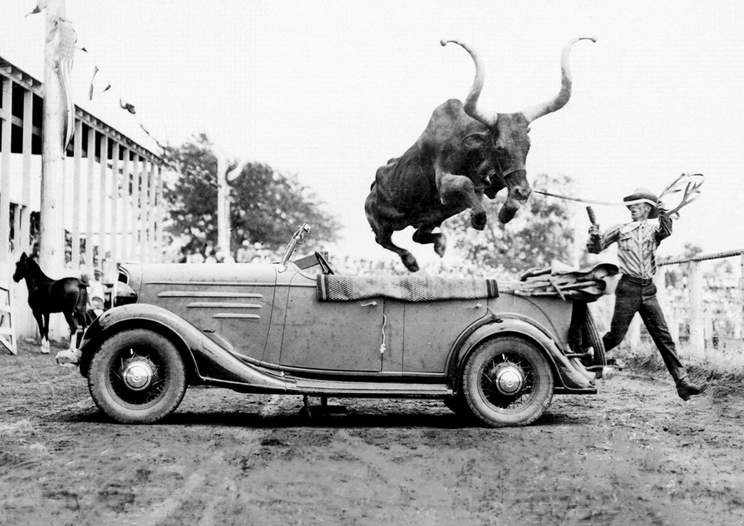 wall art poster print western photography bull over car frame