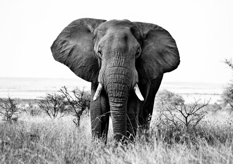 Bull Elephant Landscape Photograph Black and White