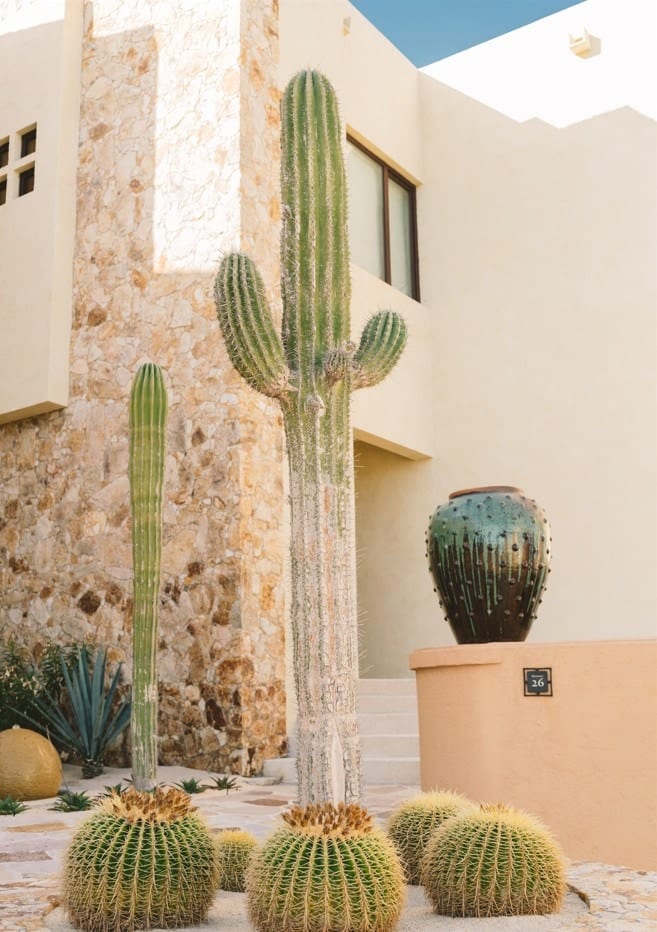 Cabo Cactus VII  By Bethany Young