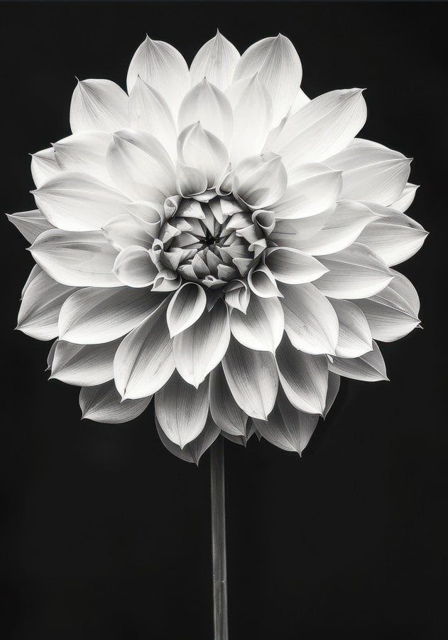 Cactus Dahlia by Peter Attard