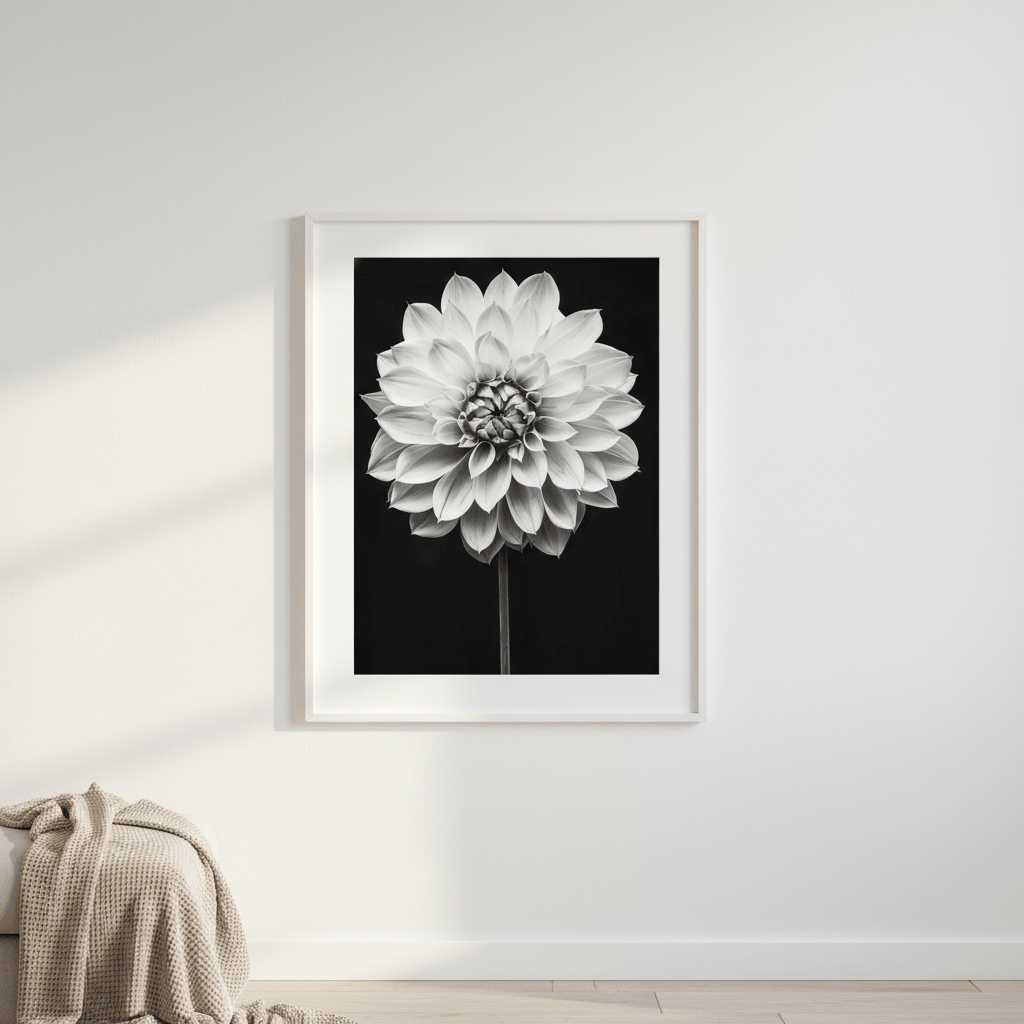 Cactus Dahlia by Peter Attard wall - art - picture - poster