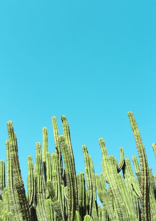 Cactus Reaching For The Sky By Tom Windeknecht