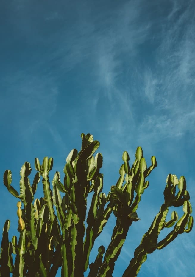 Cactus Sky  By Bethany Young