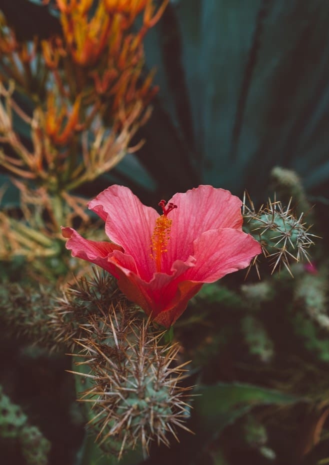 California Bloom  By Bethany Young
