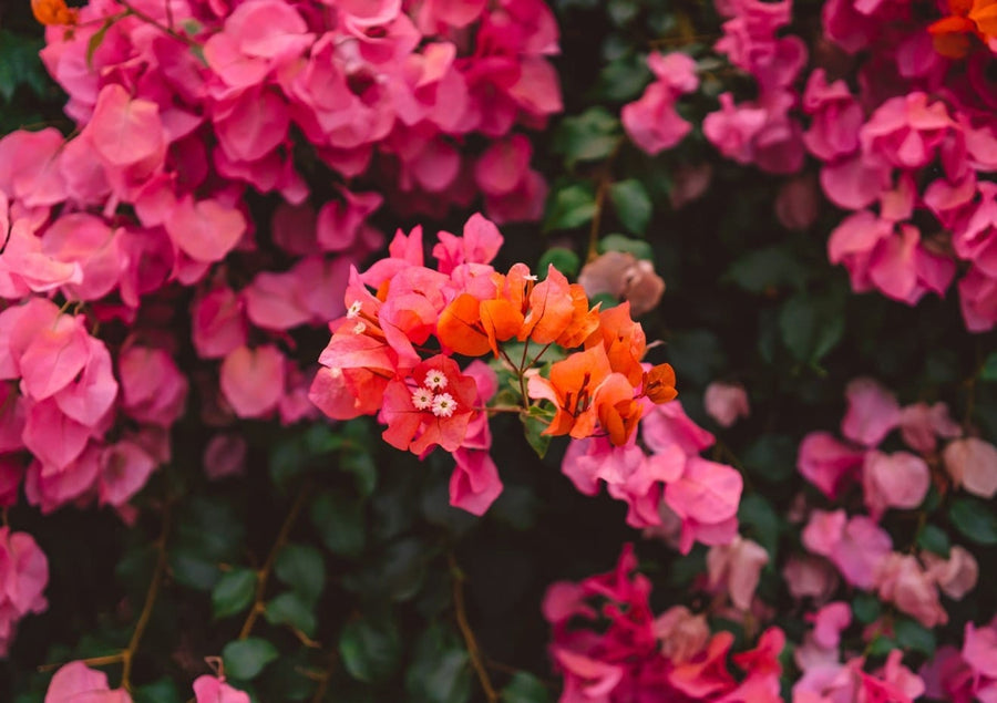 California Blooms X  By Bethany Young