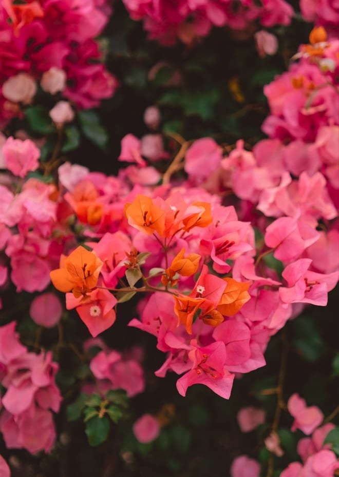 California Blooms XI  By Bethany Young