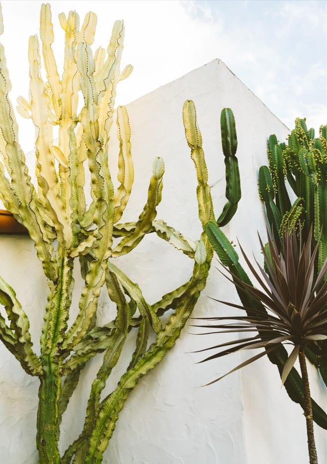 California Cactus Garden  By Bethany Young