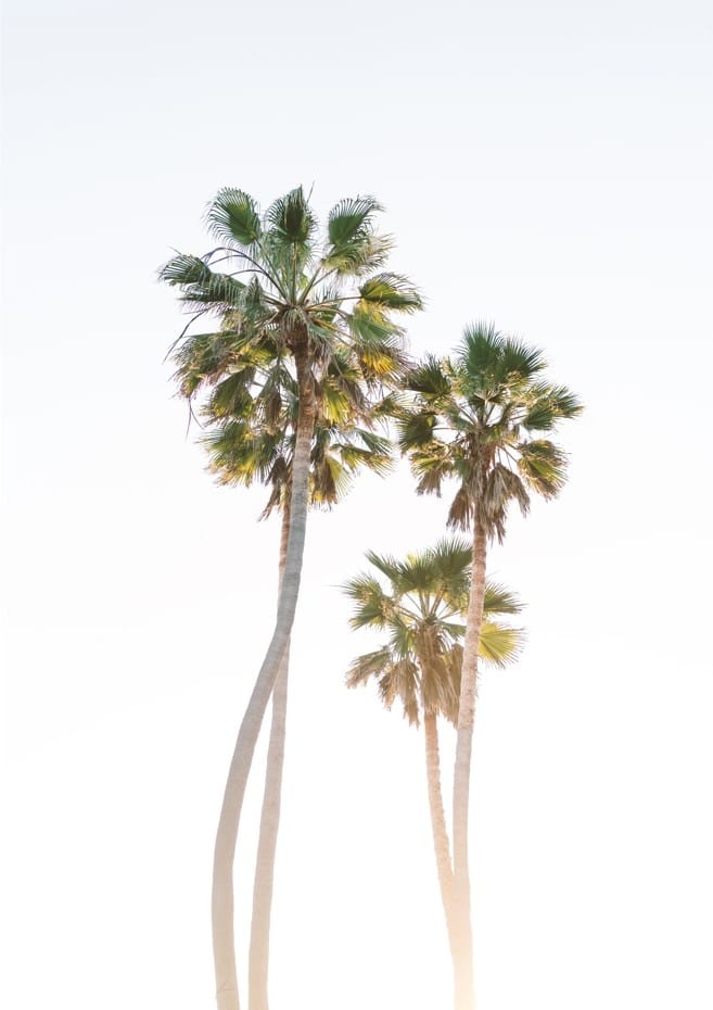 California Palms  By Bethany Young