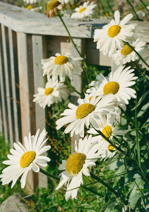 Cannon Beach Blooms By Bethany Young
