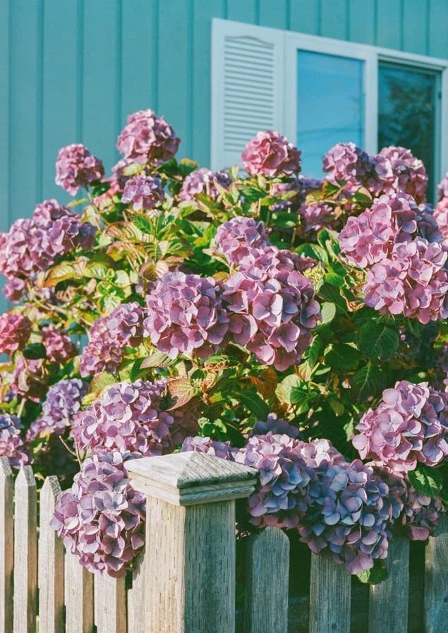 Cannon Beach Blooms By Bethany Young