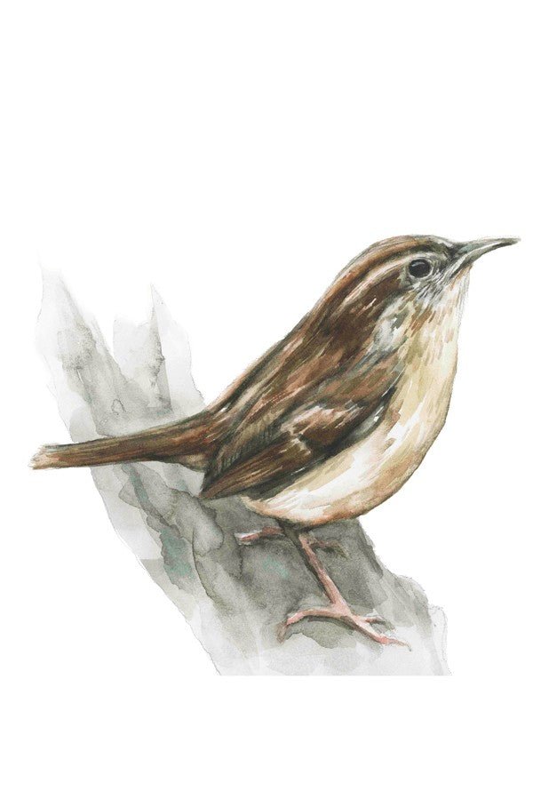 Carolina Wren by Meredith O'Neal