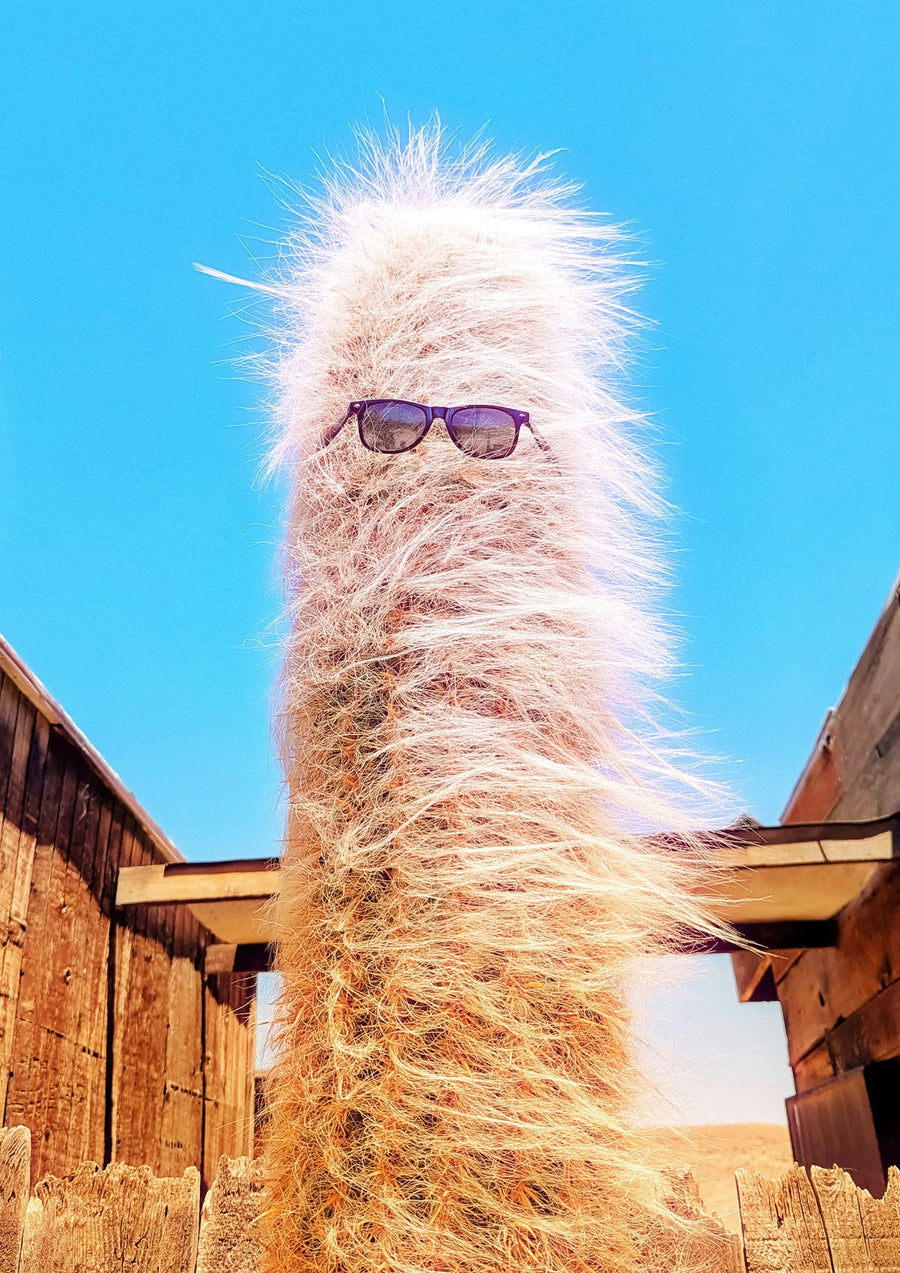 Cool Cactus By Tom Windeknecht