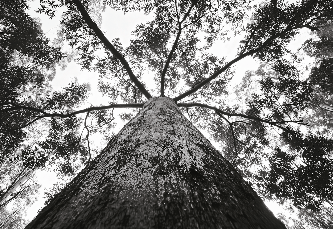 Crown of the Earth Photograph Wall Art Nature Tree Print frame