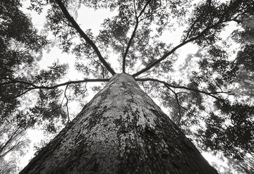 Crown of the Earth Photograph Wall Art Nature Tree Print frame
