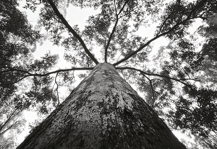 Crown of the Earth Photograph Wall Art Nature Tree Print frame
