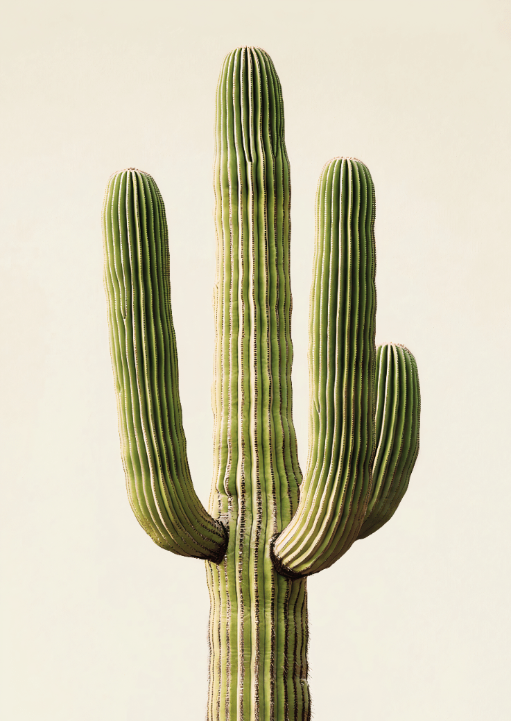 Desert Icon Cactus Photograph Wall Art Print Nature Serne frame