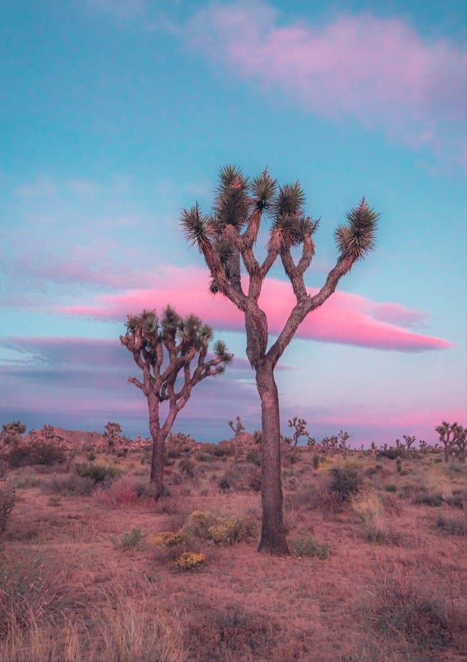 Dreamy Pastel Sunset In Joshua Tree By Tom Windeknecht