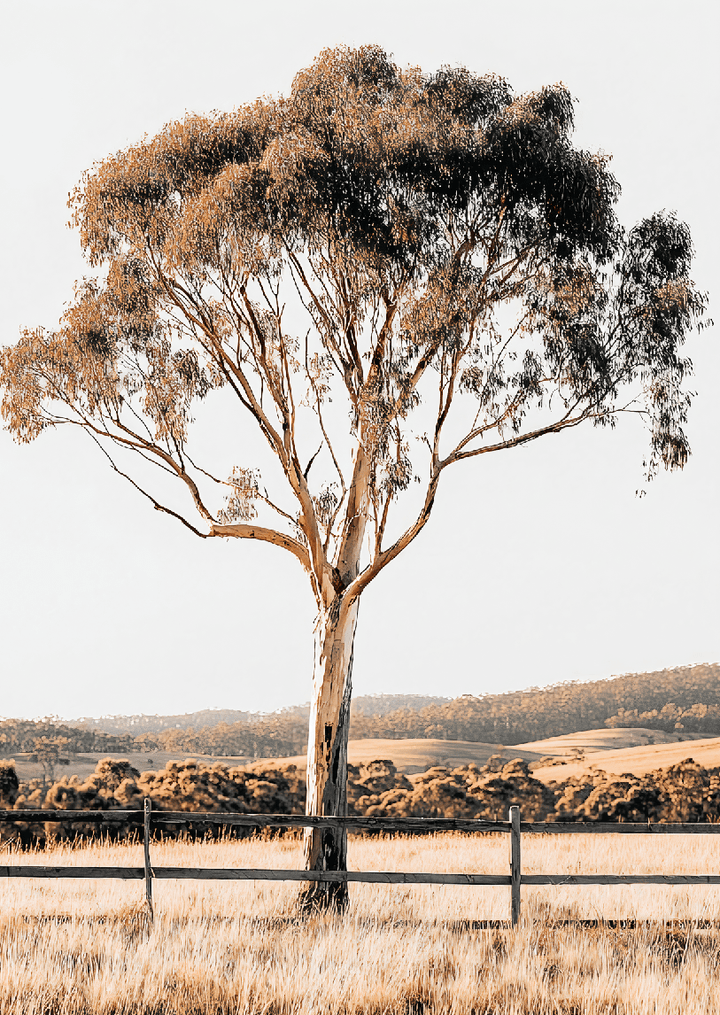 Eucalupt Essence Australian Photograph Wall Art Outback Tree frame