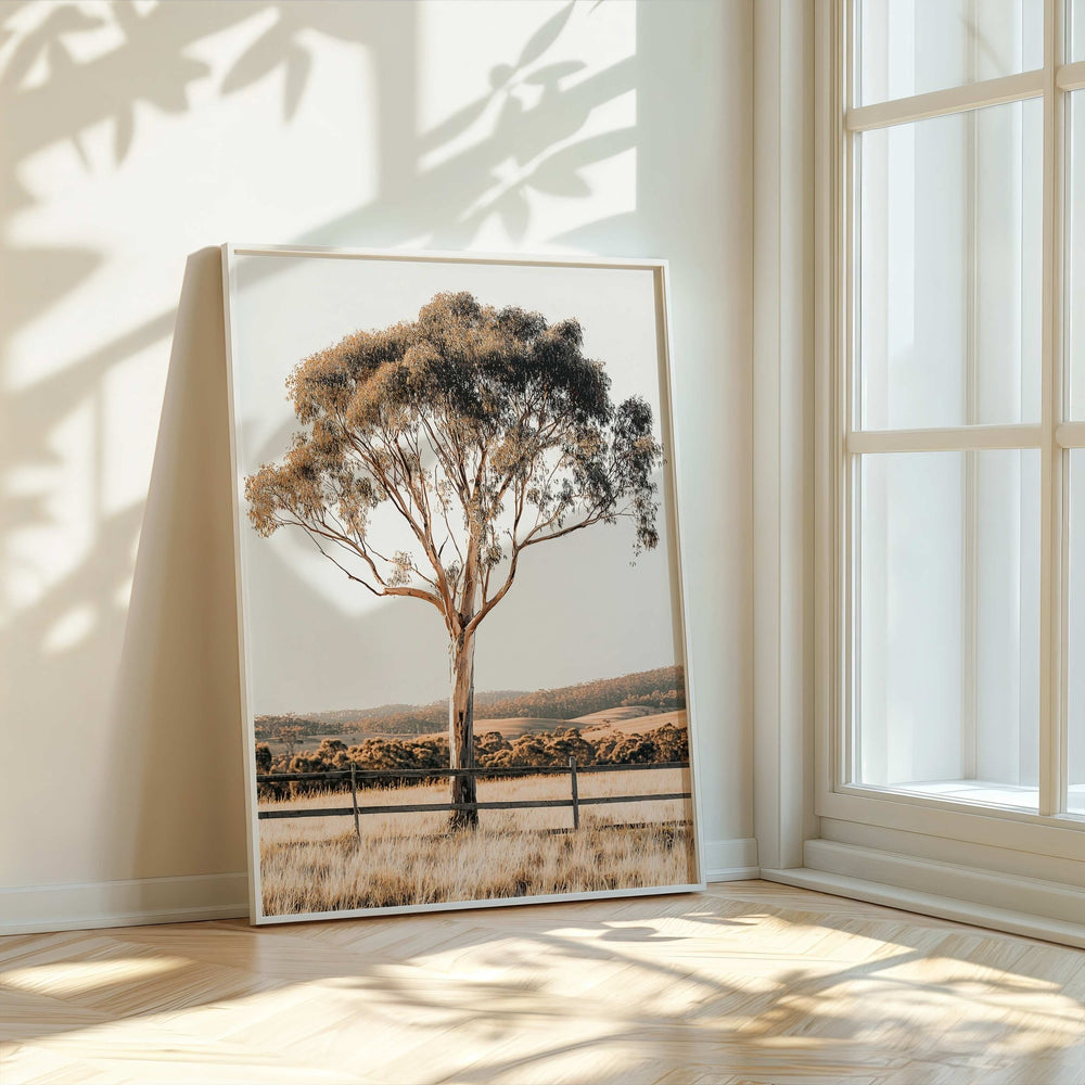 Eucalupt Essence Australian Photograph wall - art - picture - poster