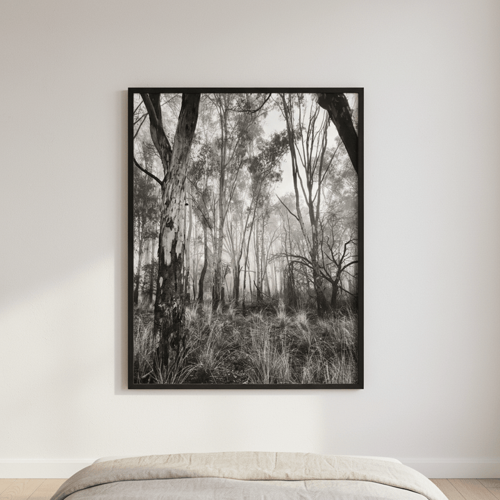 Eucalyptus Fog by Nicole Hunter wall - art - picture - poster