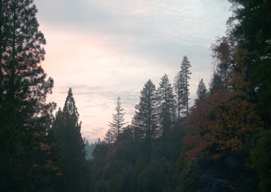 Evening Drive by Hope Bainbridge
