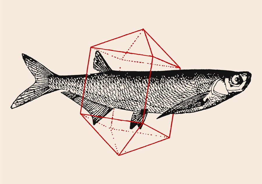 Fish in Geometrics - Herring by Florent Bodart