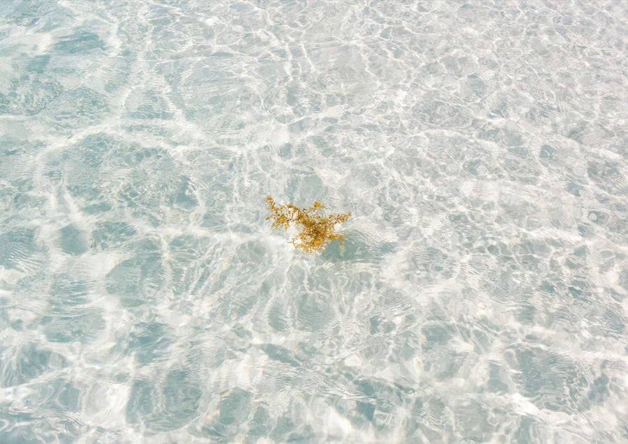 Florida White Sand  By Bethany Young
