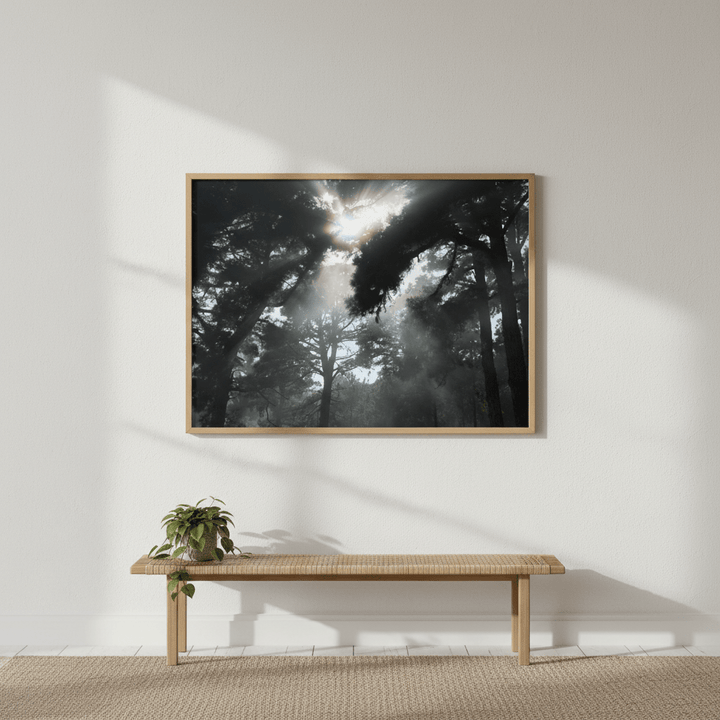 Forest light by Robin Skjoldborg wall - art - picture - poster