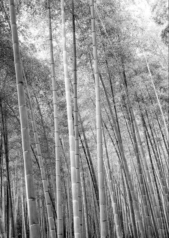 Forest Of Tranquility By Robin Skjoldborg