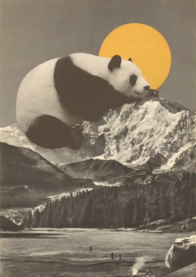 Giant Panda Nap by Florent Bodart