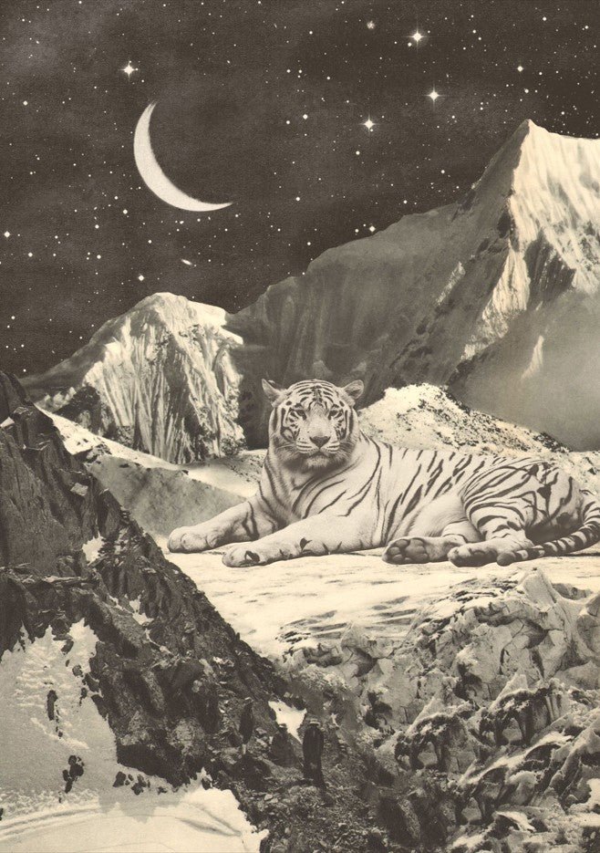 Giant White Tiger by Florent Bodart