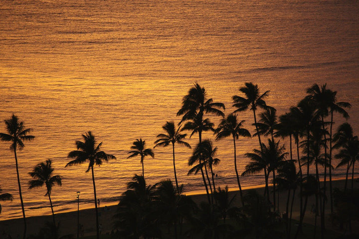 Silhouettes of palm trees against a sunset sky over water framed
