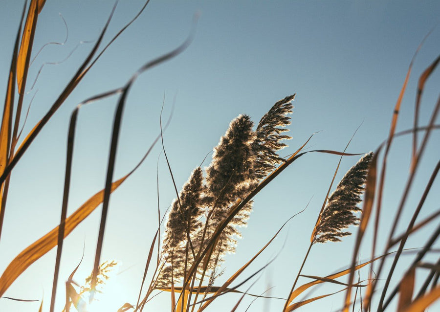 Golden Tendrils by Aaron Borchardt