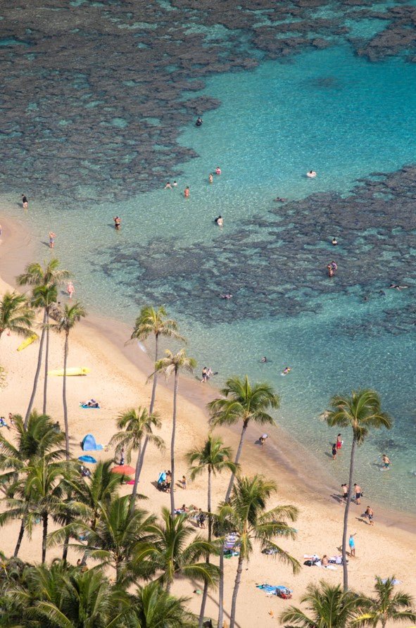 Beach scene with palm trees and people enjoying the water framed