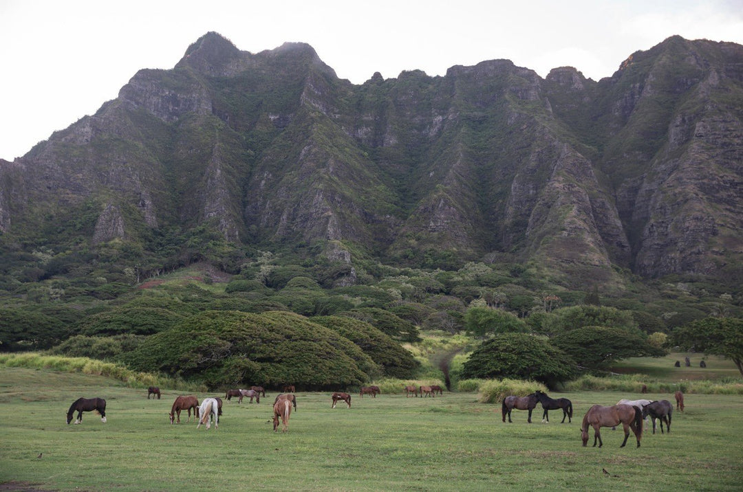 Horses grazing in a field with a mountainous background framed