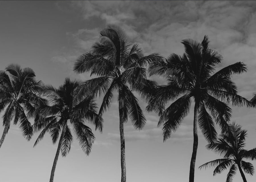 Hawaiian Palms  By Bethany Young