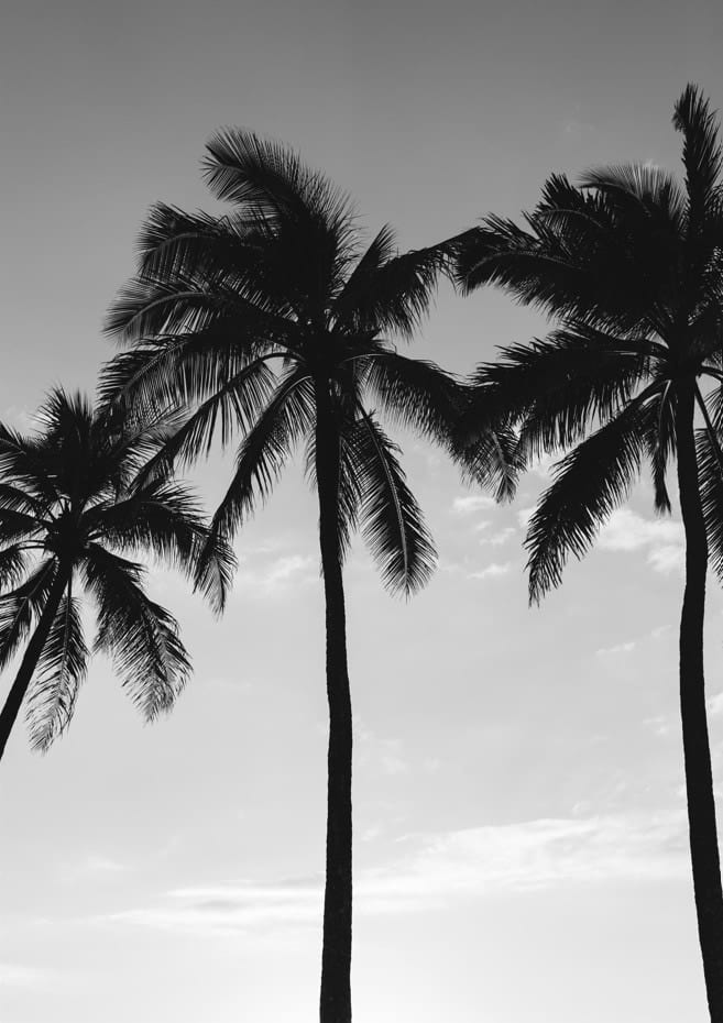 Hawaiian Palms III  By Bethany Young