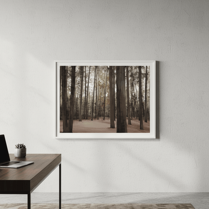 Hollybank Forest Tasmania by Deer Muskeeter wall - art - picture - poster