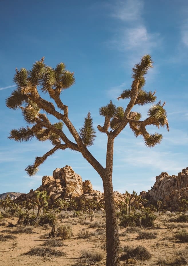 Joshua Tree National Park II  By Bethany Young