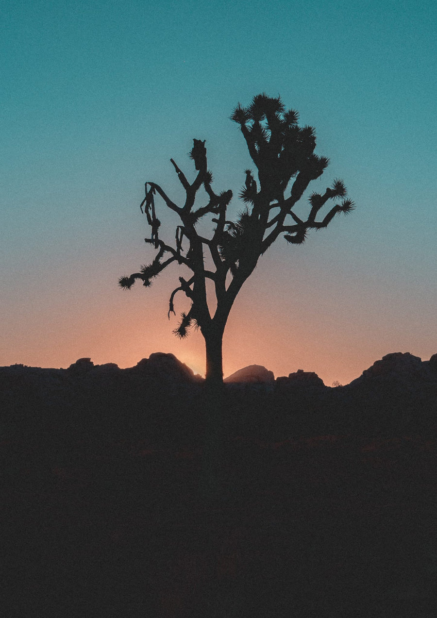Joshua Tree Silhouette During Sunset By Tom Windeknecht