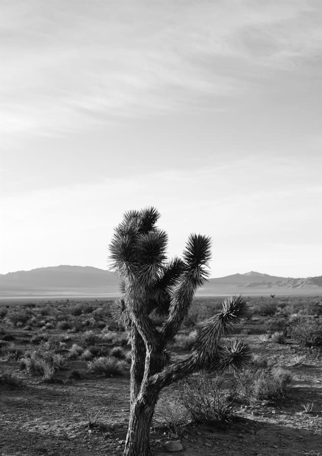 Joshua Tree Sunrise III  By Bethany Young