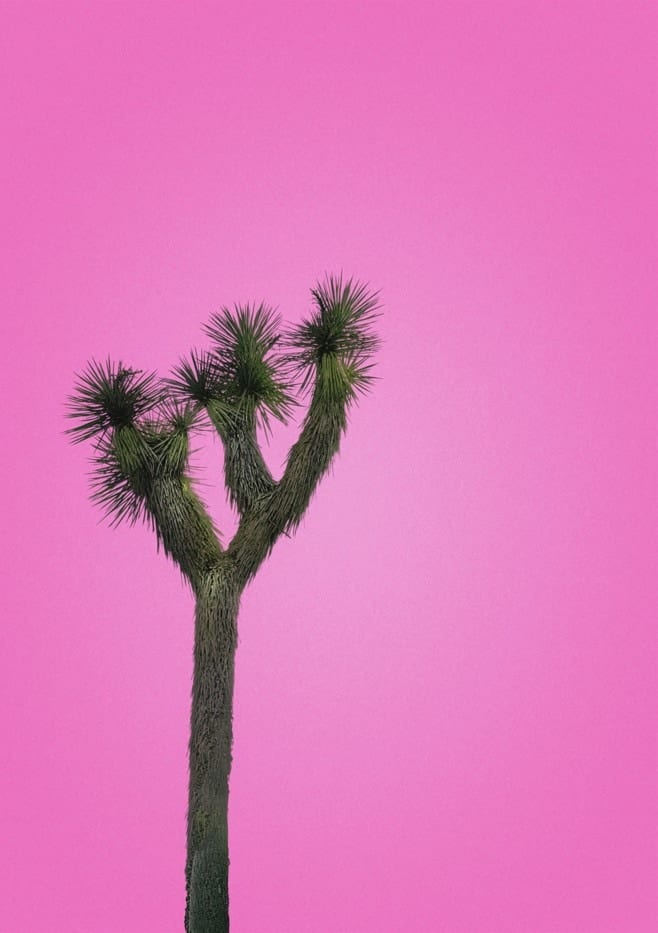 Joshua Tree With Pink Sky By Tom Windeknecht